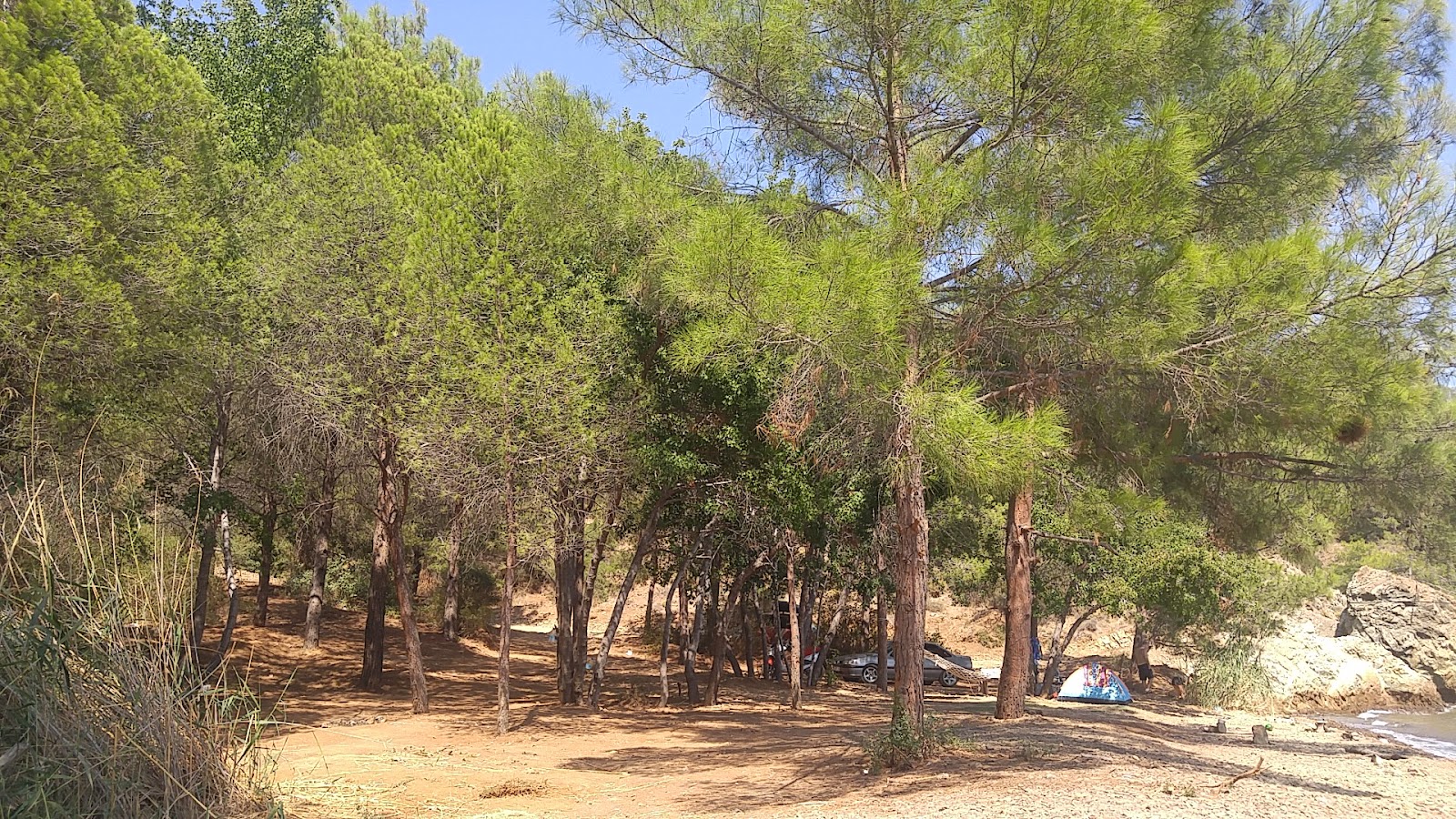 Yatlı Koyu'in fotoğrafı vahşi alan