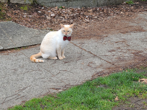 Tourist Attraction «Fremont Troll», reviews and photos, Troll Ave N, Seattle, WA 98103, USA