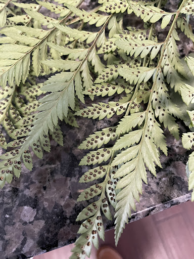 Florist «Flowerama Florist: Reynoldsburg», reviews and photos, 6311 E Main St, Reynoldsburg, OH 43068, USA