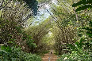 Bamboo Cathedral image