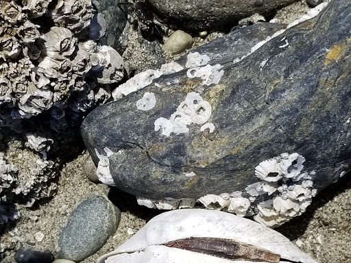 Tourist Attraction «Tillicum Village», reviews and photos, Blake Island, Port Orchard, WA 98366, USA