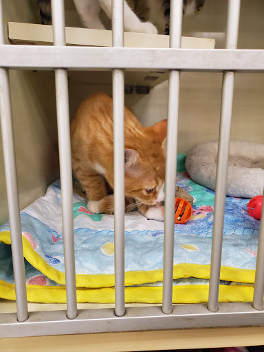 Pet Supply Store «Petco Animal Supplies», reviews and photos, 2365 NW Kings Blvd, Corvallis, OR 97330, USA