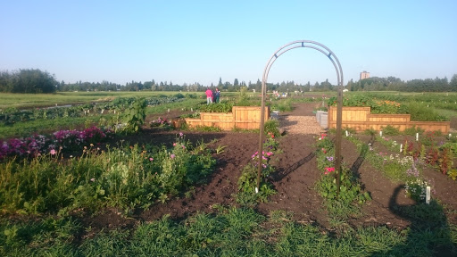 Green and Gold Community Garden