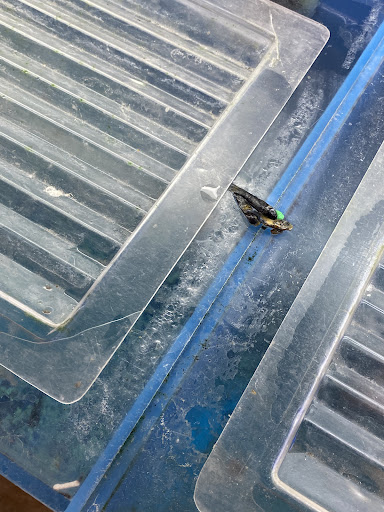 Pet Supply Store «PetSmart», reviews and photos, 2861 Veterans Memorial Pkwy, St Charles, MO 63303, USA