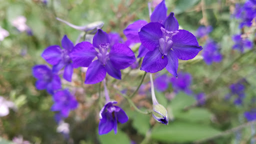 Park «Hampe Park», reviews and photos, 297 W Lies Rd, Carol Stream, IL 60188, USA