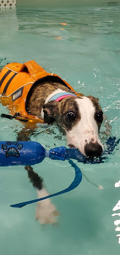 Pet Store «The Dog Dive», reviews and photos, 1613 Riverview Dr, Kalamazoo, MI 49004, USA