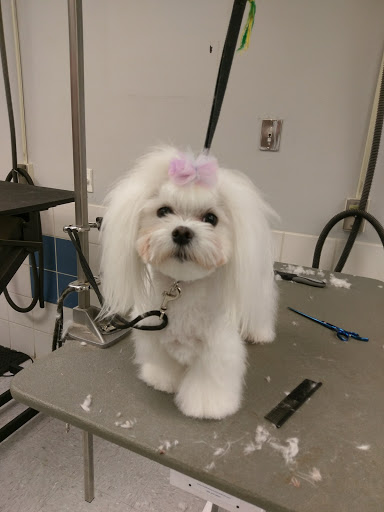 Pet Supply Store «Petco Animal Supplies», reviews and photos, 4012 W 27th Ave, Kennewick, WA 99337, USA