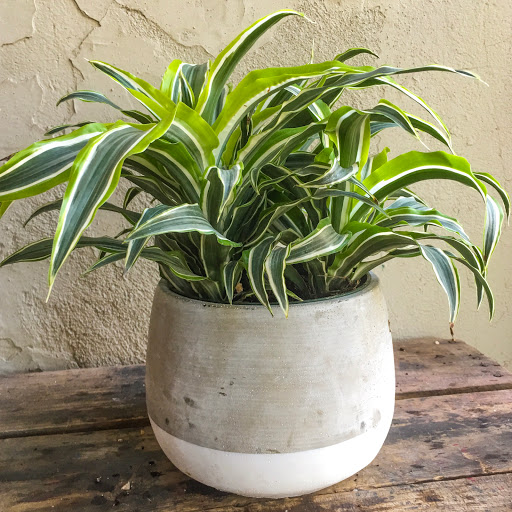 Wholesale Florist «Urban Jungle», reviews and photos, 2603 Sherman Ave NW, Washington, DC 20001, USA