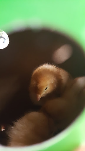 Pet Supply Store «The Stock Market Country Store», reviews and photos, 4479 Dover Pl SE, Conyers, GA 30013, USA