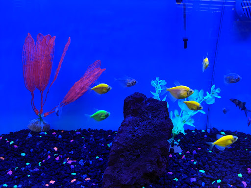 Pet Supply Store «Petco Animal Supplies», reviews and photos, 3454 Palmer Dr #7a, Cameron Park, CA 95682, USA