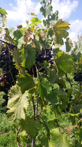 Winery «Blackhawk Winery», reviews and photos, 28153 W Ditch Rd, Sheridan, IN 46069, USA
