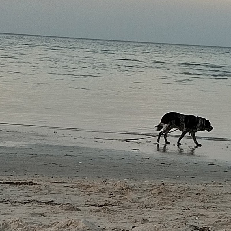 Rosebud Beach Dog Off Leash Area