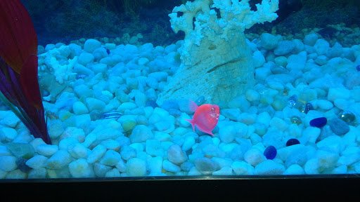 Pet Supply Store «Coastline Pet Supply», reviews and photos, 3530 Northgate Dr, Myrtle Beach, SC 29588, USA