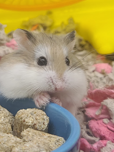 Pet Supply Store «Petco Animal Supplies», reviews and photos, 3680 Spencer Hwy, Pasadena, TX 77504, USA