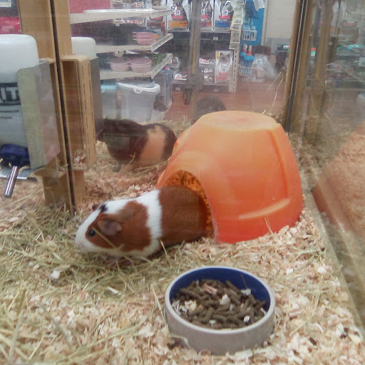 Pet Store «Pet Supermarket, Inc.», reviews and photos, 1938 FL-44 #40, New Smyrna Beach, FL 32168, USA