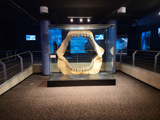 Aquarium «North Carolina Aquarium At Fort Fisher», reviews and photos, 900 Loggerhead Rd, Kure Beach, NC 28449, USA