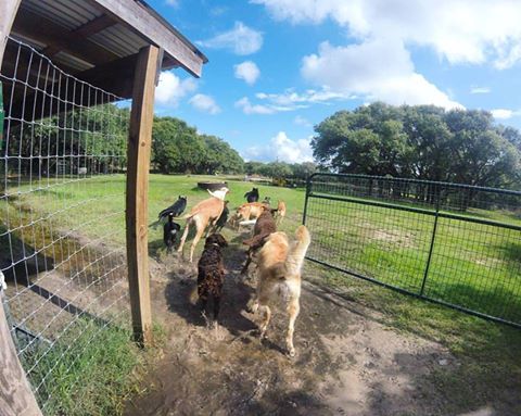 Kennel «Sandy Oaks Kennel, Daycare and Spaw», reviews and photos, 146 Lamar Dr, Rockport, TX 78382, USA