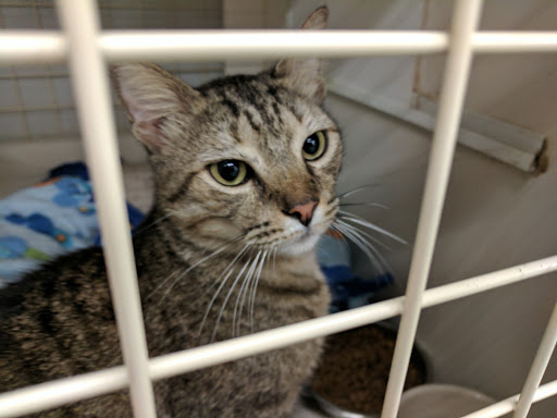 Pet Supply Store «Petco Animal Supplies», reviews and photos, 753 53rd Ave NE, Fridley, MN 55421, USA