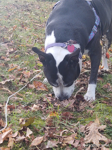 Park «Howe Rd Park», reviews and photos, 988 E Howe Rd, Tallmadge, OH 44278, USA