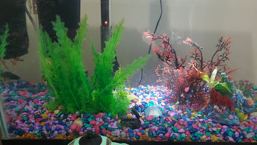 Pet Supply Store «Pet Supplies Plus», reviews and photos, 625 Southern Artery, Quincy, MA 02169, USA