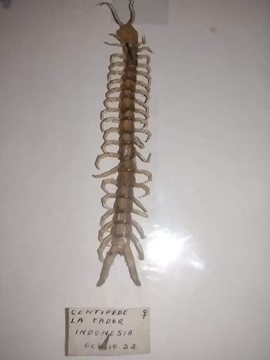 Museum «May Natural History Museum», reviews and photos, 710 Rock Creek Canyon Rd, Colorado Springs, CO 80926, USA