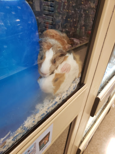 Pet Supply Store «PetSmart», reviews and photos, 350 Fifth St, Oswego, IL 60543, USA