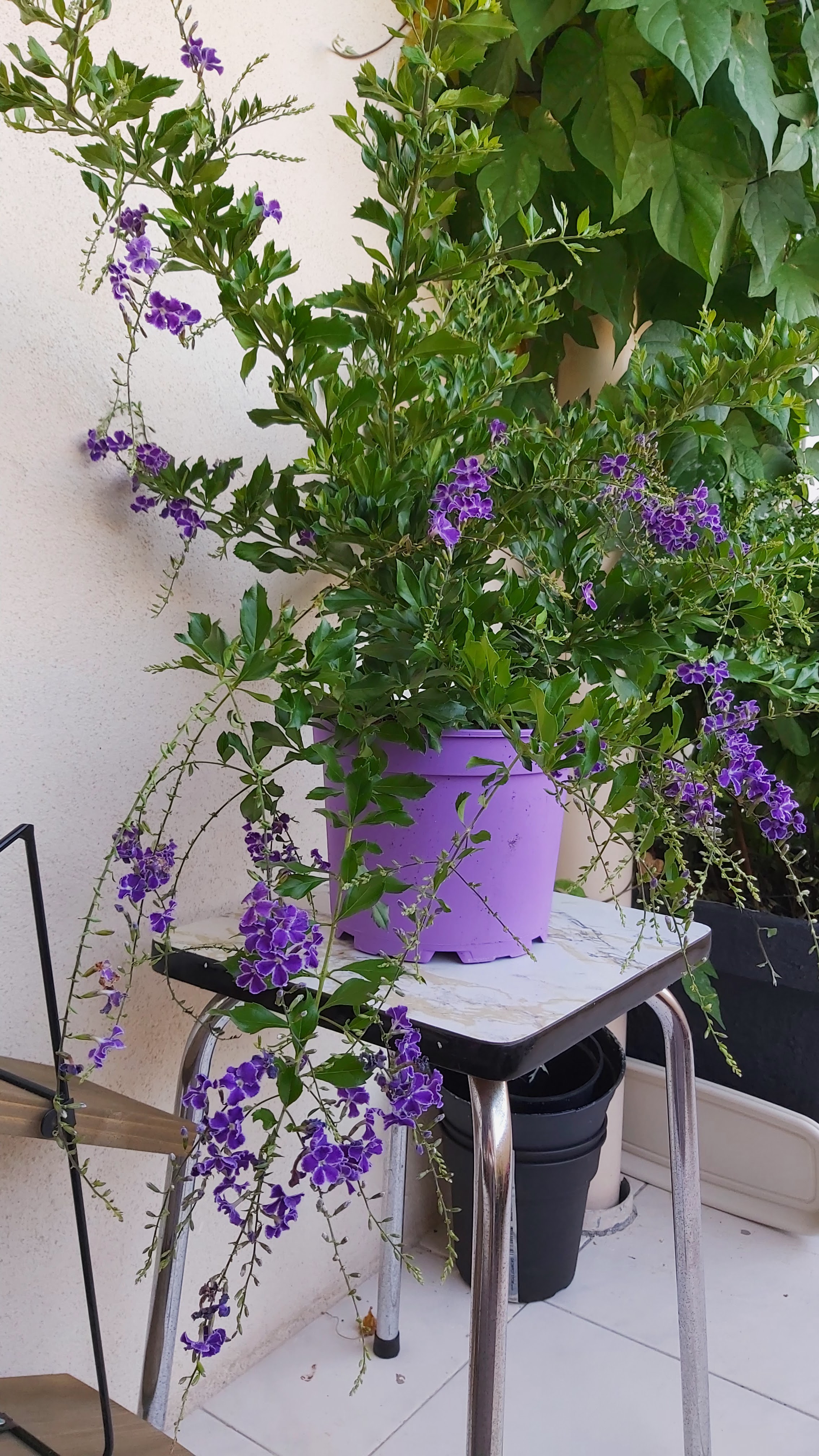 Photo n° 2 de l'avis de Diana.a fait le 19/09/2020 à 17:49