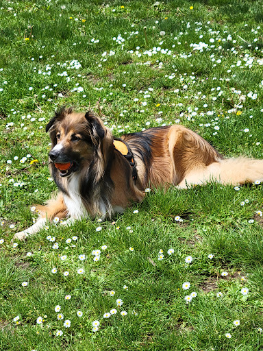Fernhill Park Dog Off-leash Area