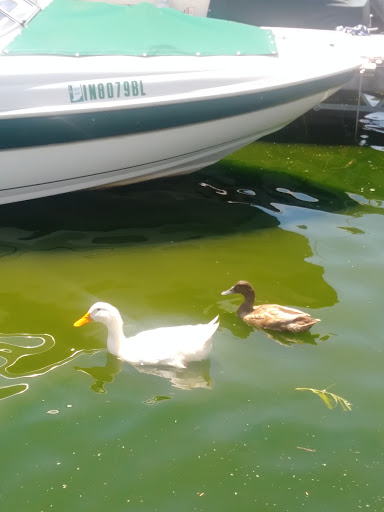 Park «Red Bridge Park», reviews and photos, 697 W Jackson St, Cicero, IN 46034, USA