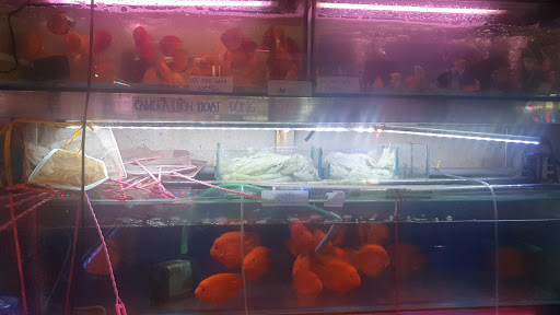Top 20 cửa hàng cá kiểng Huyện Phước Long Bạc Liêu 2022