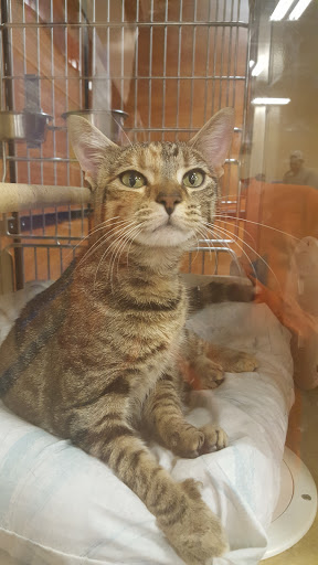 Pet Supply Store «PetSmart», reviews and photos, 279 E Fairmount Ave, Lakewood, NY 14750, USA