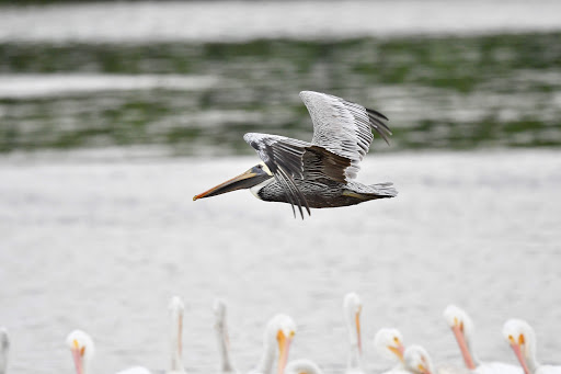 Wildlife Refuge «Ding Darling Wildlife Refuge», reviews and photos, 1 Wildlife Dr, Sanibel, FL 33957, USA