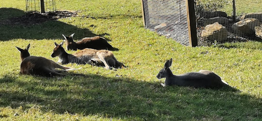 Kangaroo - Sydney Zoo