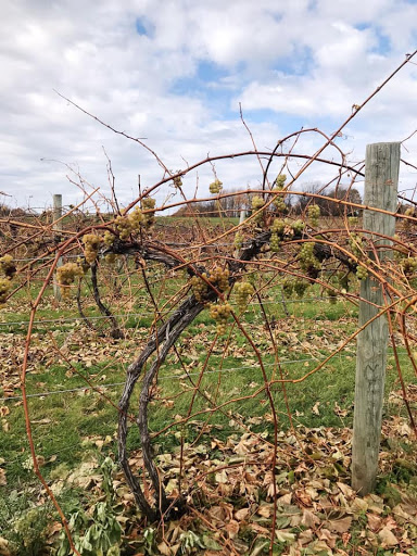 Winery «Good Harbor Vineyards», reviews and photos, 34 S Manitou Trail, Lake Leelanau, MI 49653, USA