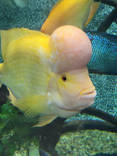 Thrift Store «Finding Treasures for a cure Thrift Store & Antiques», reviews and photos, 19820 40th Ave W #118, Lynnwood, WA 98036, USA