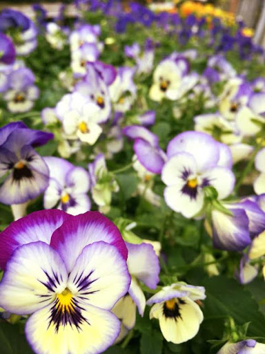 Garden Center «Schott Gardens», reviews and photos, 2209 Nashville Rd, Bowling Green, KY 42101, USA