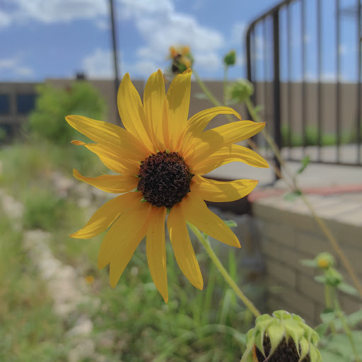 Museum «Museum of Texas Tech University», reviews and photos, 3301 4th St, Lubbock, TX 79415, USA