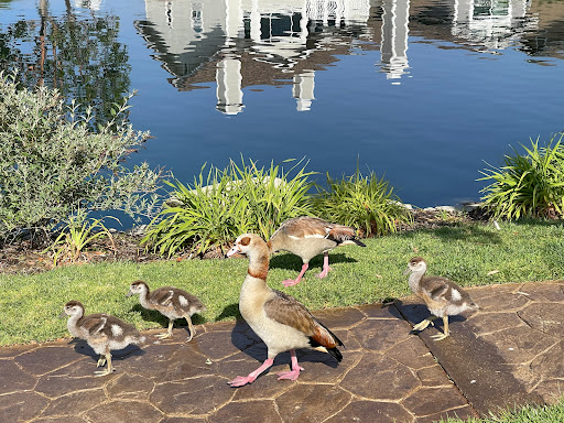 East Lake Village Community Association image