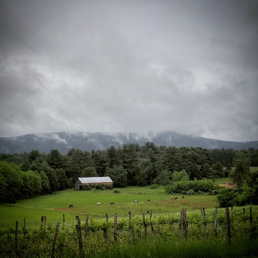 Vineyard «Black Birch Vineyard/ Black Birch Winery», reviews and photos, 108-109 Straits Rd, Hatfield, MA 01066, USA