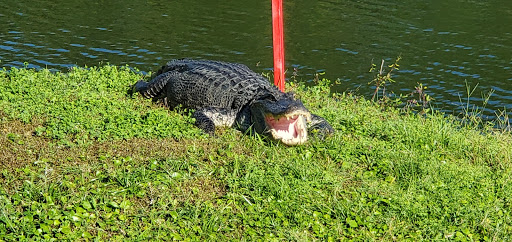 Golf Club «Cheval Golf and Athletic Club», reviews and photos, 4312 Cheval Blvd, Lutz, FL 33558, USA