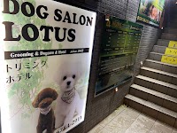 DOGSALON LOTUS