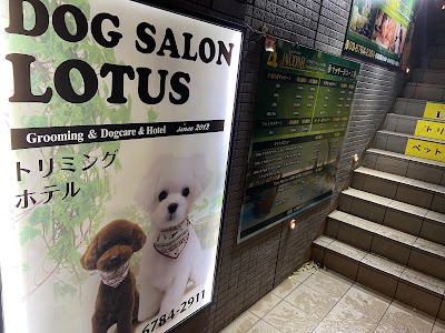 DOGSALON LOTUS