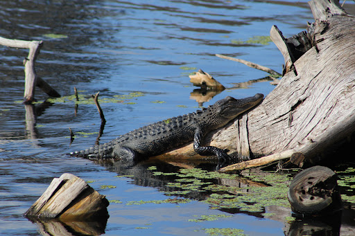 Park «Lettuce Lake Park», reviews and photos, 6920 E Fletcher Ave, Tampa, FL 33637, USA