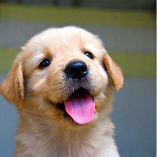 Places to buy a golden retriever in Perth