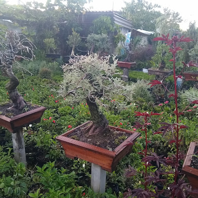 Vivero Bonsai Jiutepec