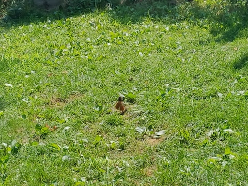 Winery «City Vineyard», reviews and photos, 233 West St, New York, NY 10013, USA