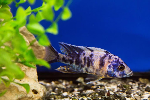 Aquarium Shop «Wet Pets by Steve», reviews and photos, 504 W Main St, Norman, OK 73069, USA