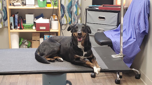 A Dog's Life Professional Grooming & Canine Massage (Sorry not mobile groomer)