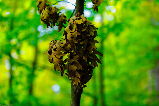 Nature Preserve «Cook County Forest Preserve», reviews and photos, 1700 N Quentin Rd, Palatine, IL 60074, USA