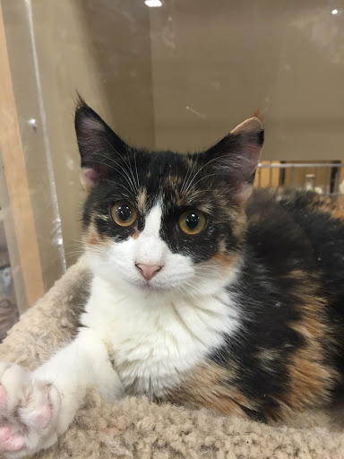 Pet Supply Store «PetSmart», reviews and photos, 6019 Wade Hampton Blvd, Taylors, SC 29687, USA